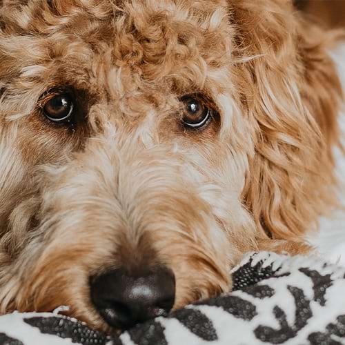 Cute puppy dog on a black and white blanket
